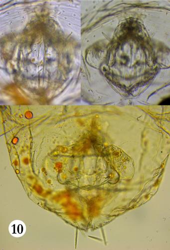 Erythracarus epigeus